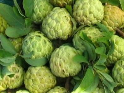 Mãng CầuHình2