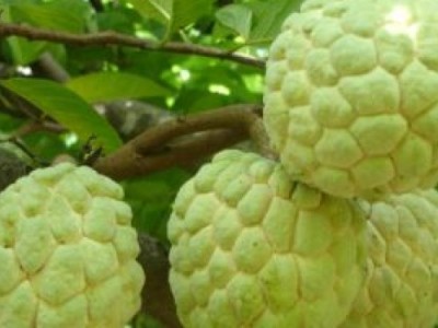 Mãng CầuHình3