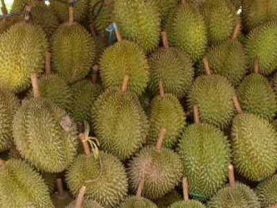 Sầu Riêng Sau RiHình2